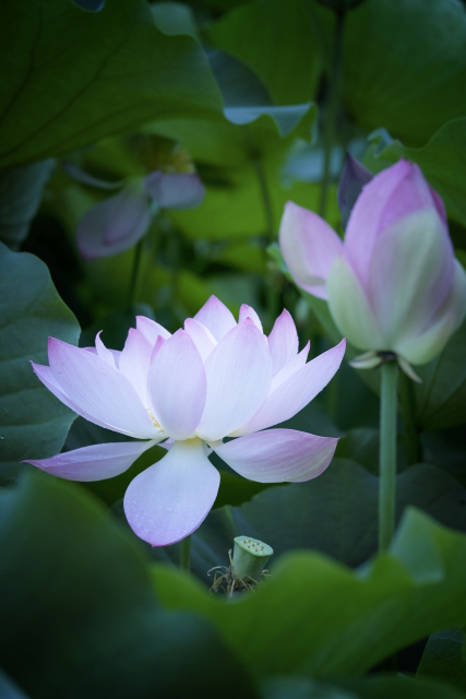 それぞれの花を咲かせなさい