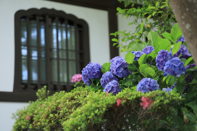 長谷寺 紫陽花